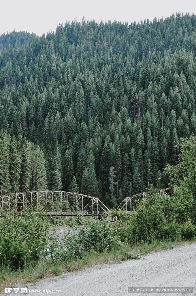 树林 桥梁