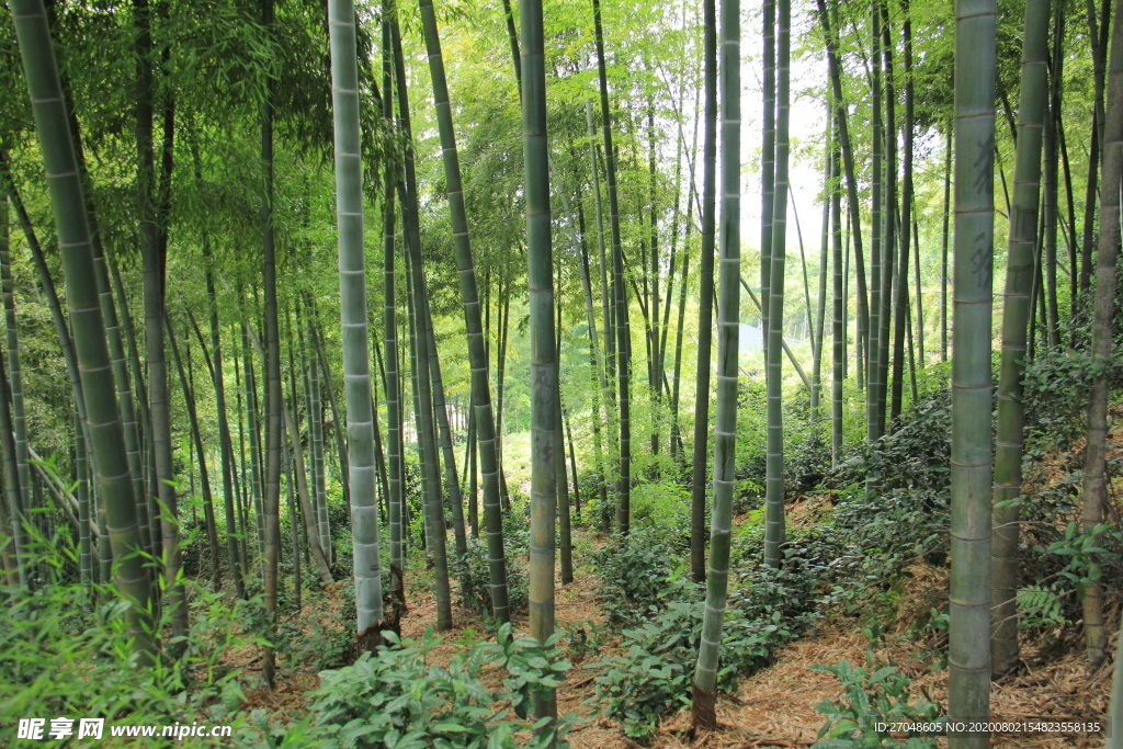 原生态乡村美丽的竹林