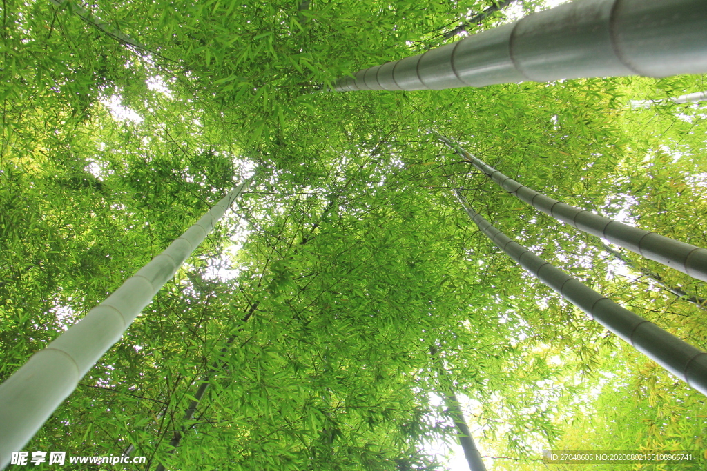 向着阳光的竹林