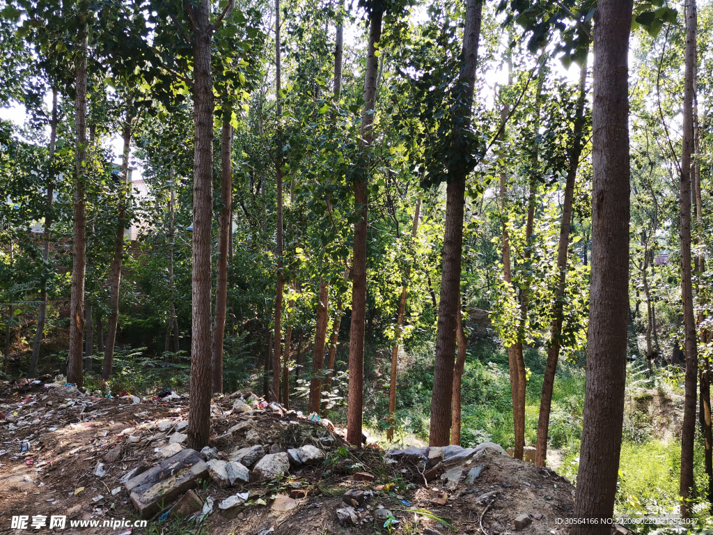 小树林乡下农村风光背景素材