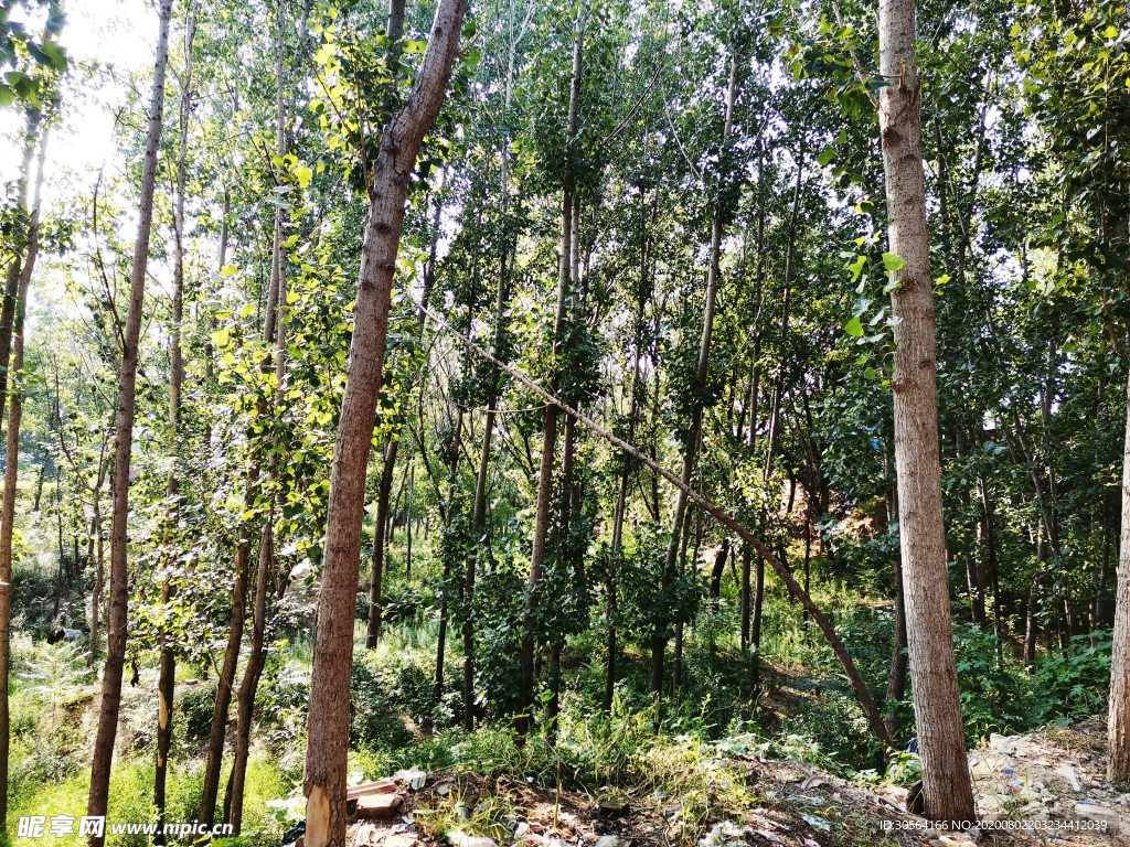 小树林乡下农村风光背景素材