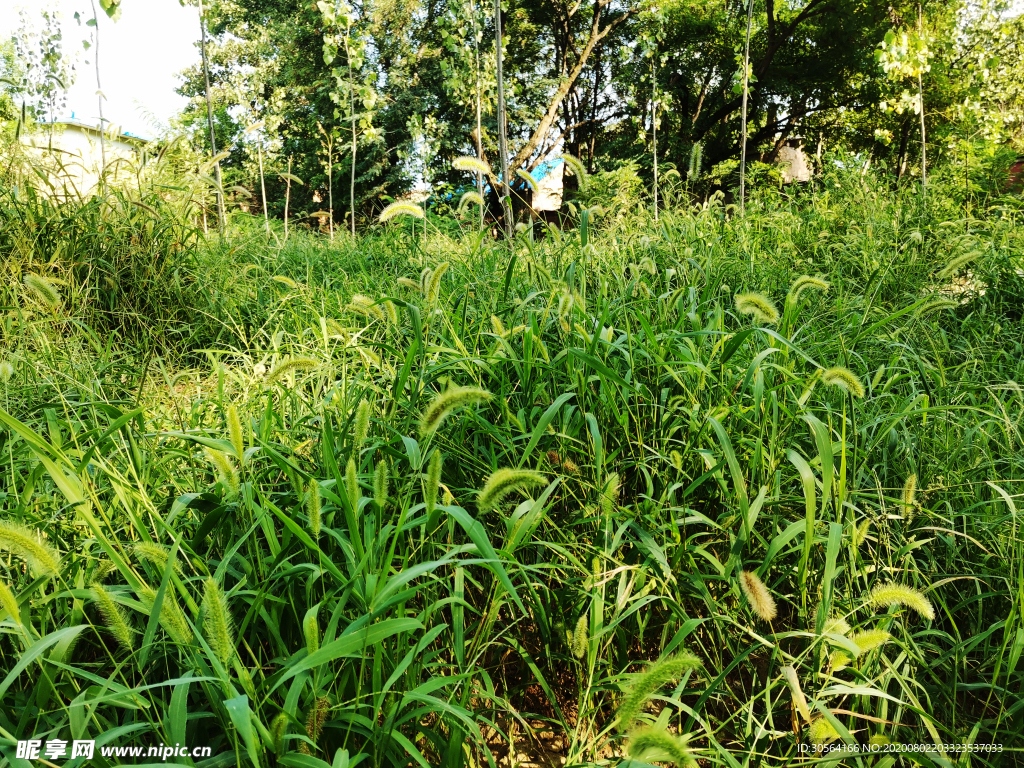 狗尾巴草乡下农村风光背景素材
