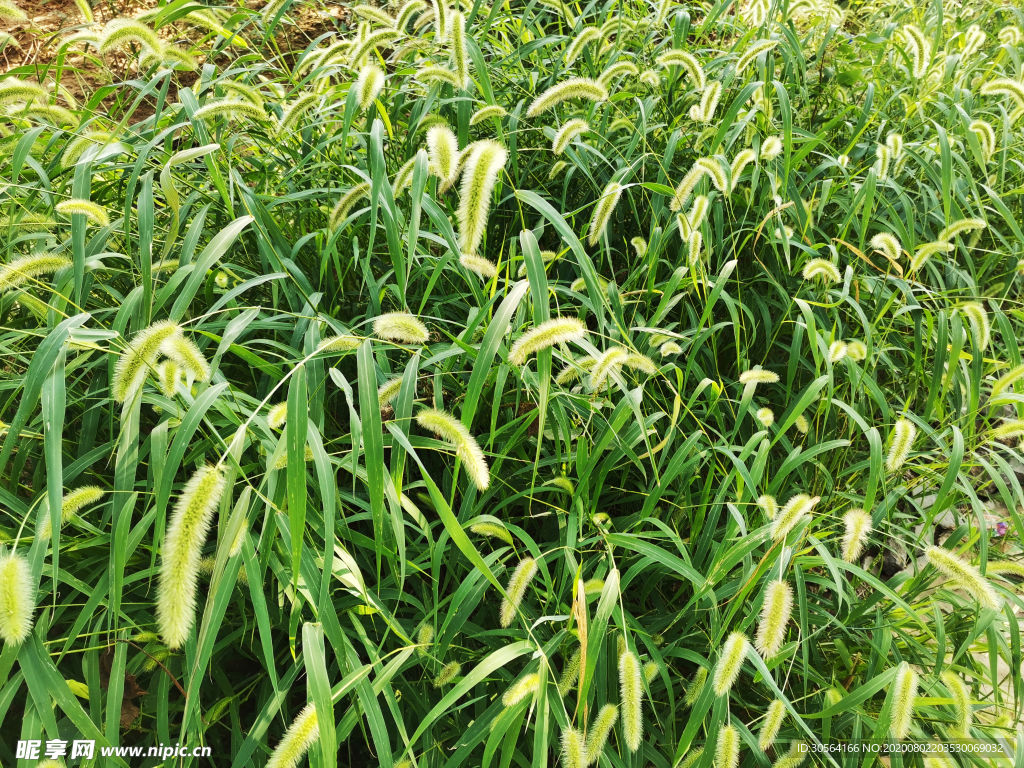 狗尾巴草乡下农村风光背景素材
