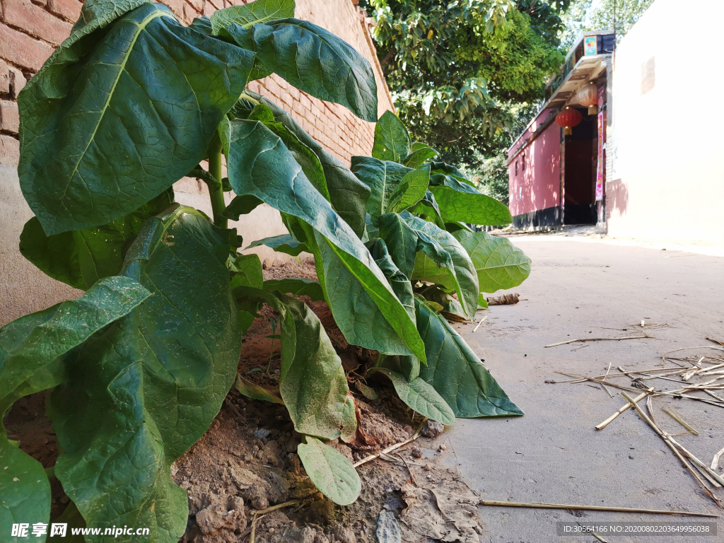 植物乡下农村风光背景素材