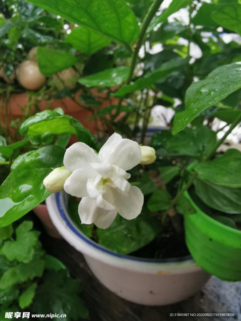 茉莉花