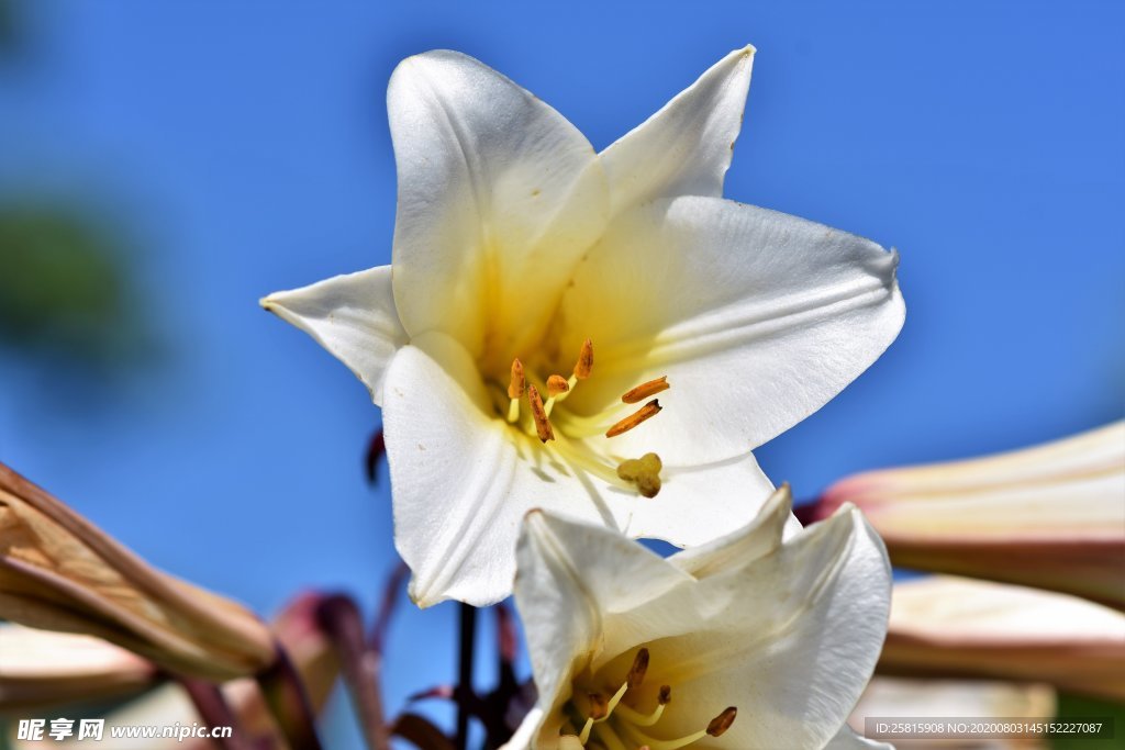 强瞿 番韭 山丹 倒仙 百合
