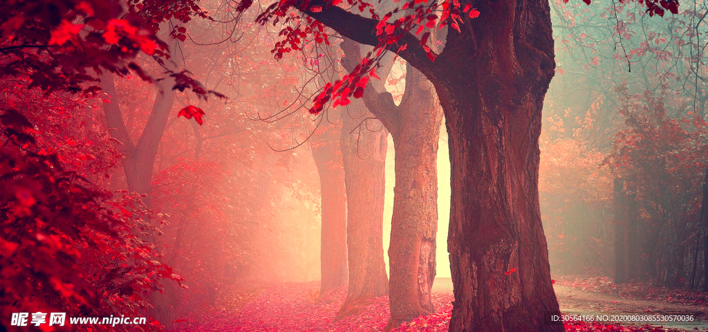深秋森林树木梦幻背景素材