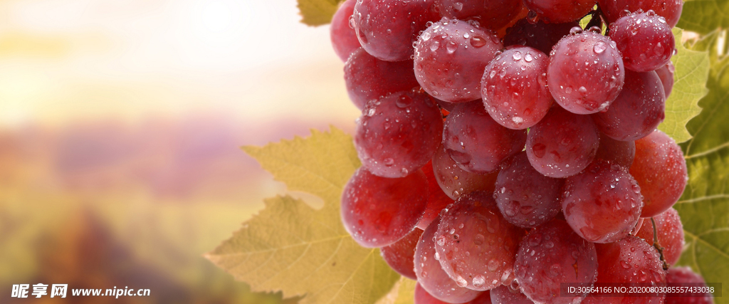 葡萄水果阳光食材背景素材