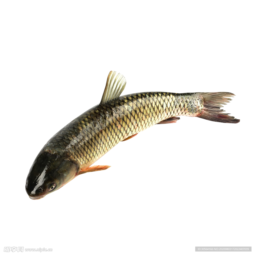 草鱼水产食材背景海报素材