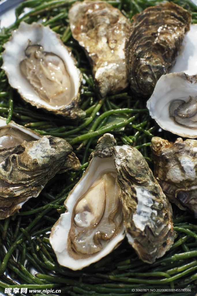 生蚝