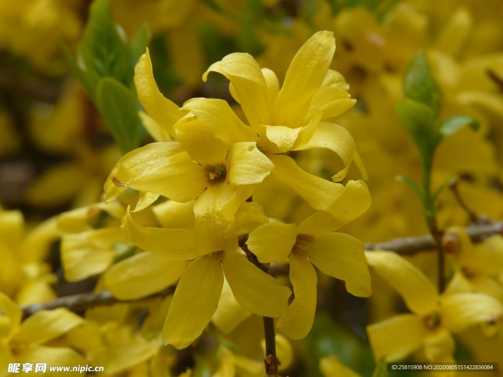 黄花杆 黄寿丹 药材图片 连翘