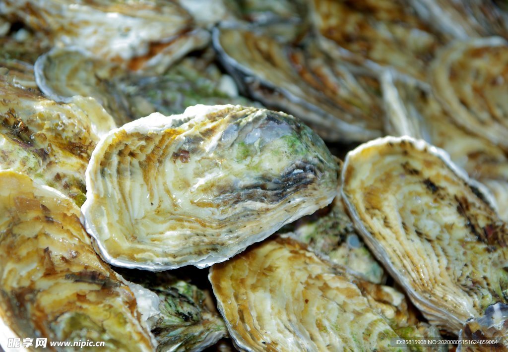 生蚝