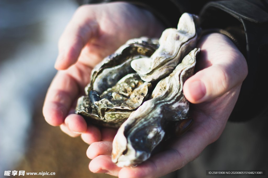 生蚝