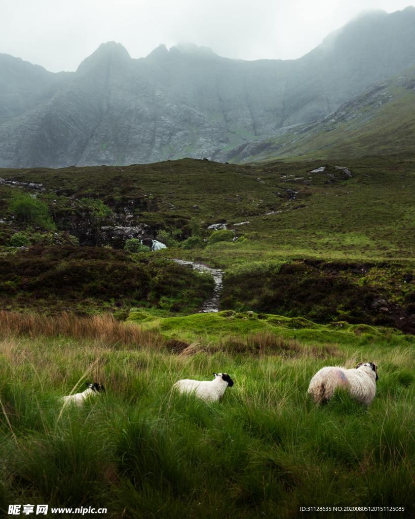 山脉 草地 羊群