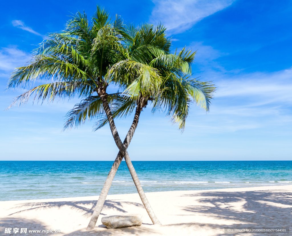 棕榈树 太平洋  海滩 图片
