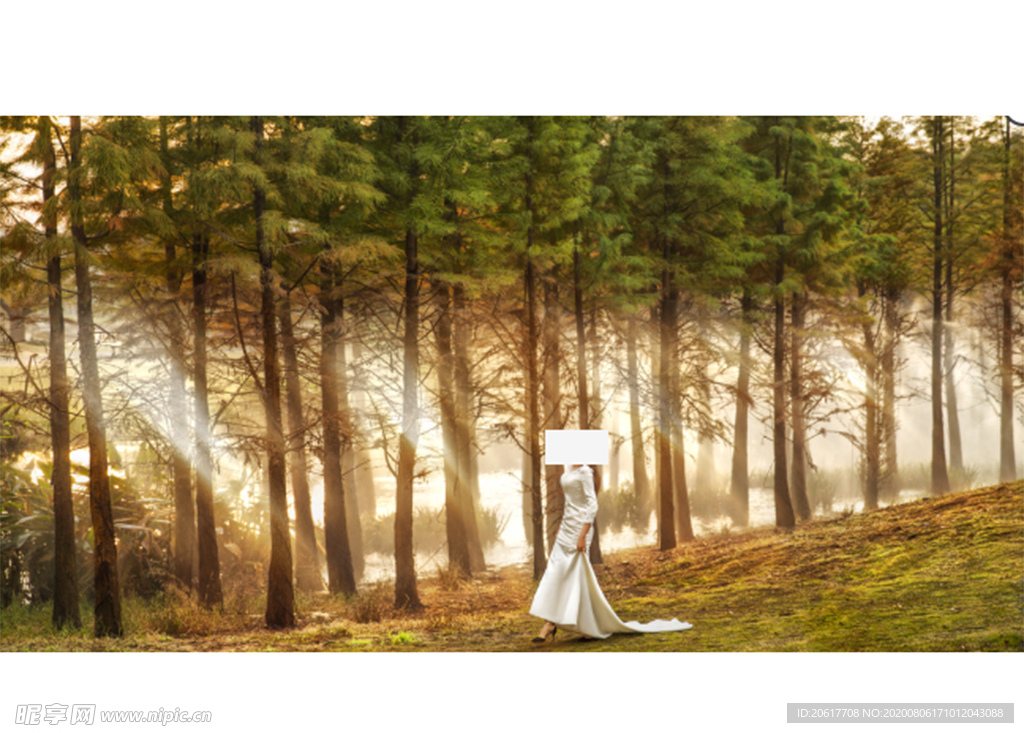 婚纱照树林