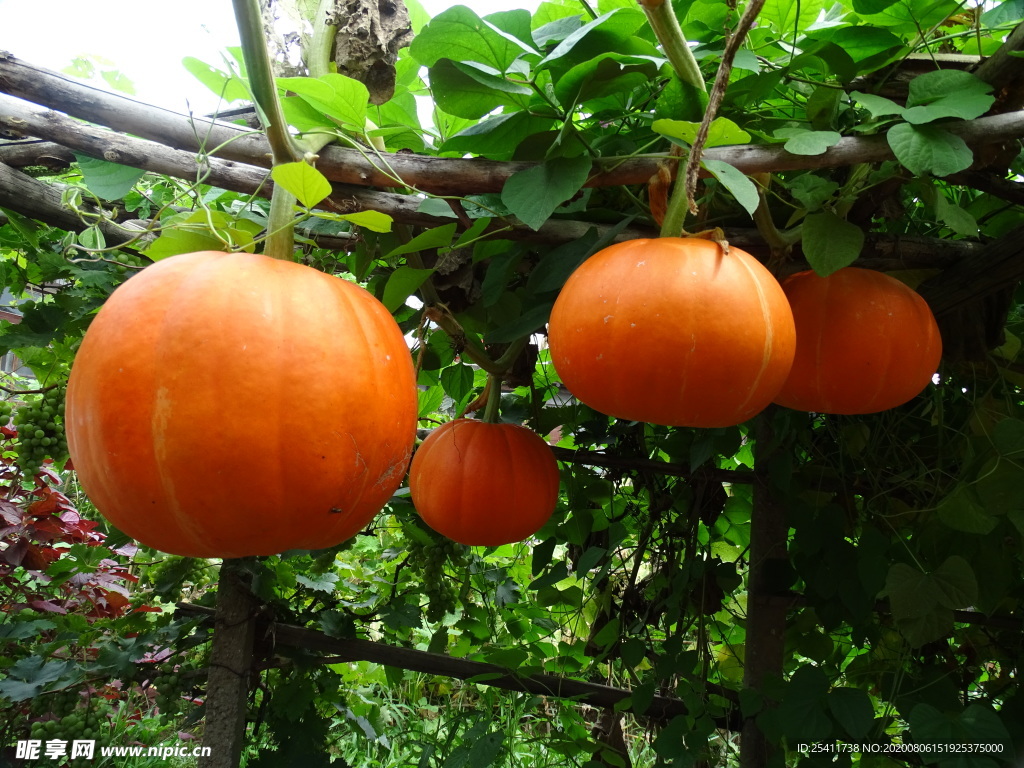 成长中的大南瓜