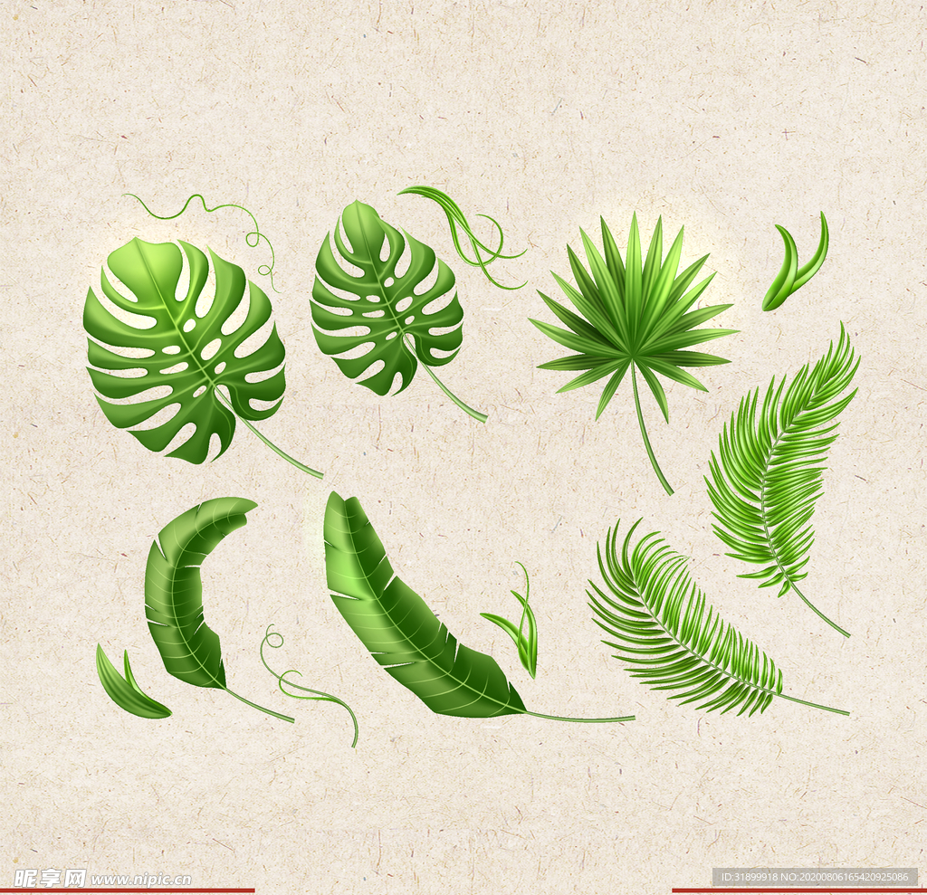 矢量动物 矢量植物 插画 手绘