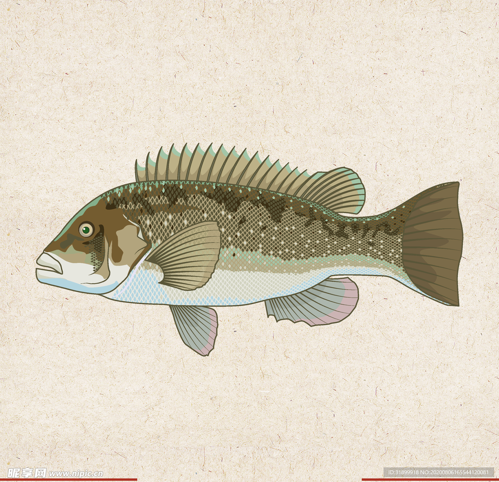 矢量动物 矢量植物 插画 手绘