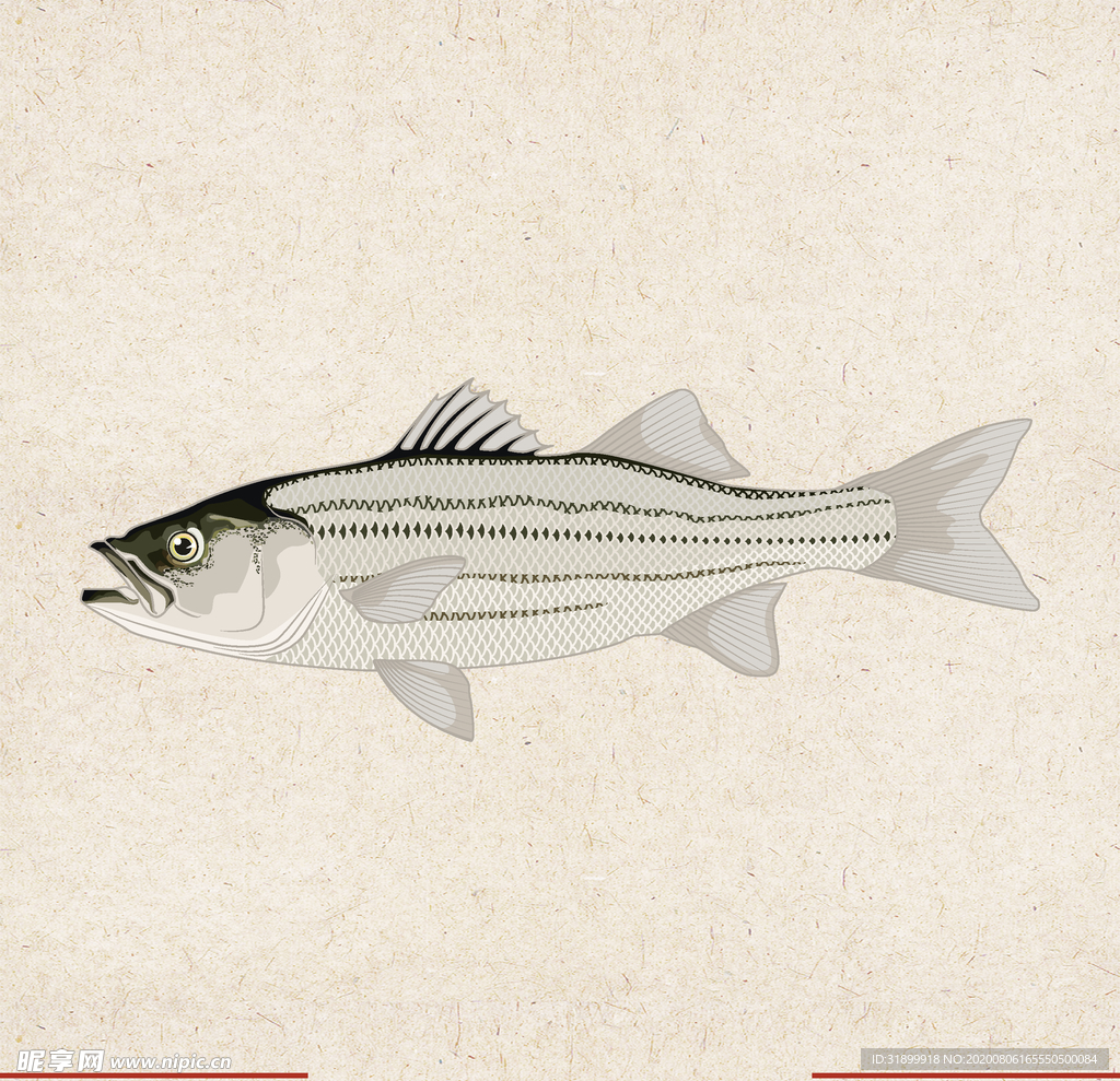 矢量动物 矢量植物 插画 手绘