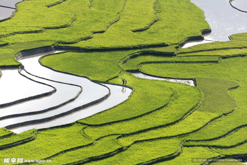 农业 绿色梯田图片