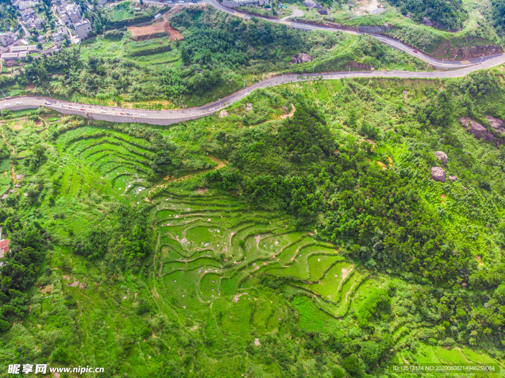 鼓岭茶园