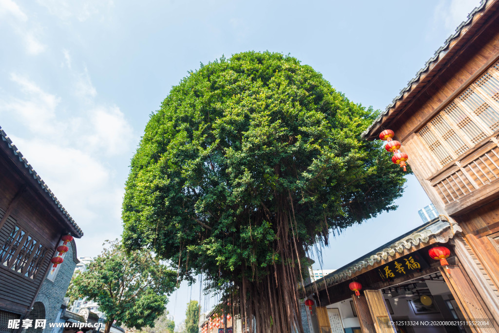 福州榕树