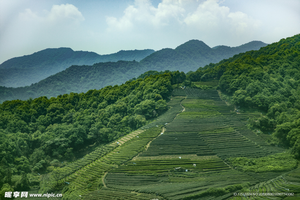 茶园