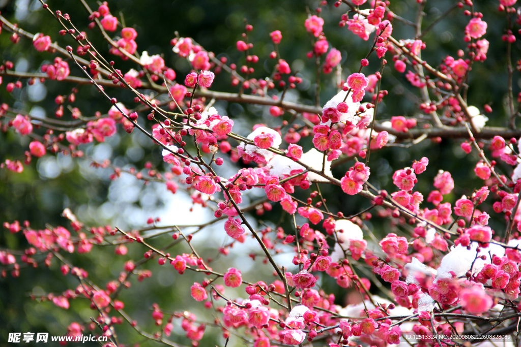 梅花