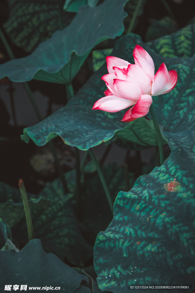 荷花