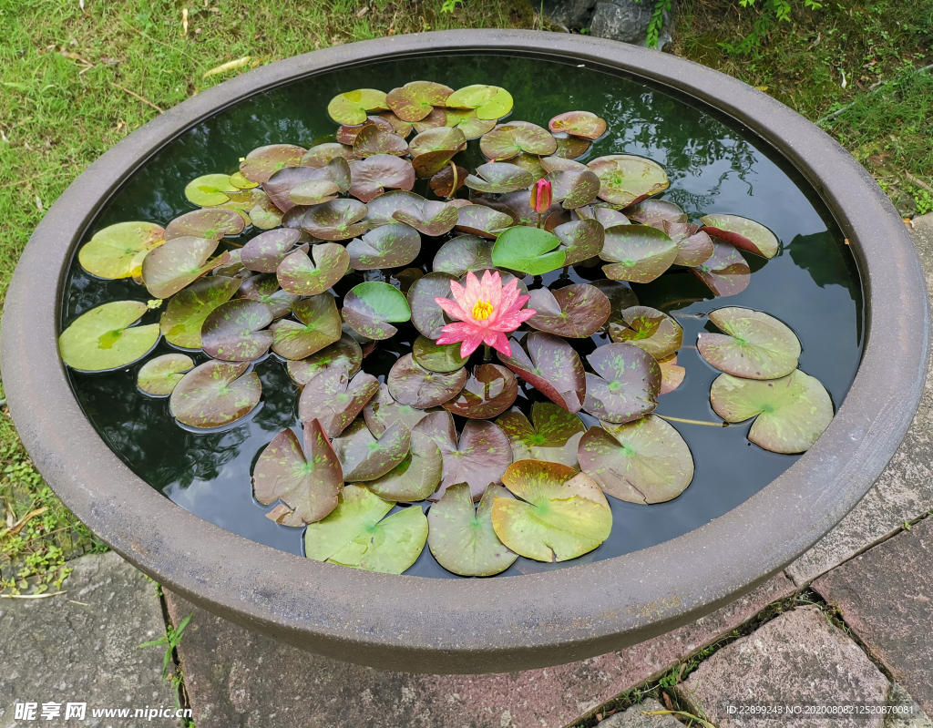 圆缸睡莲