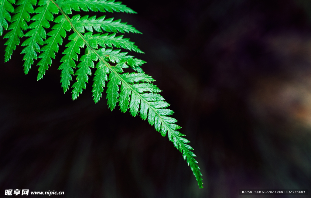 蕨类植物 绿色蕨类 花卉  盆