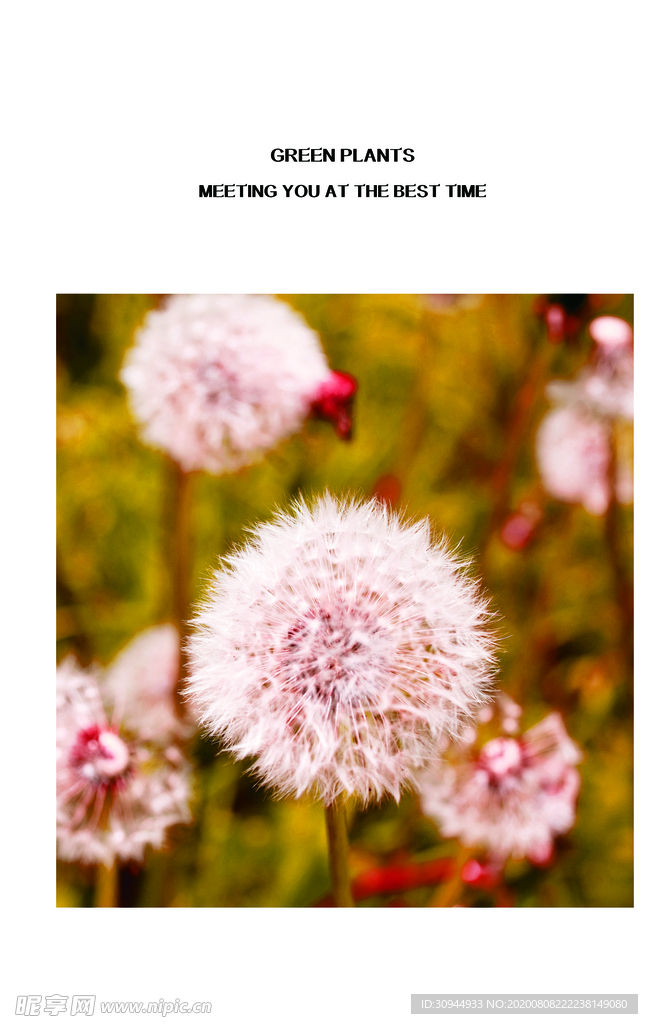 唯美 花朵装饰画