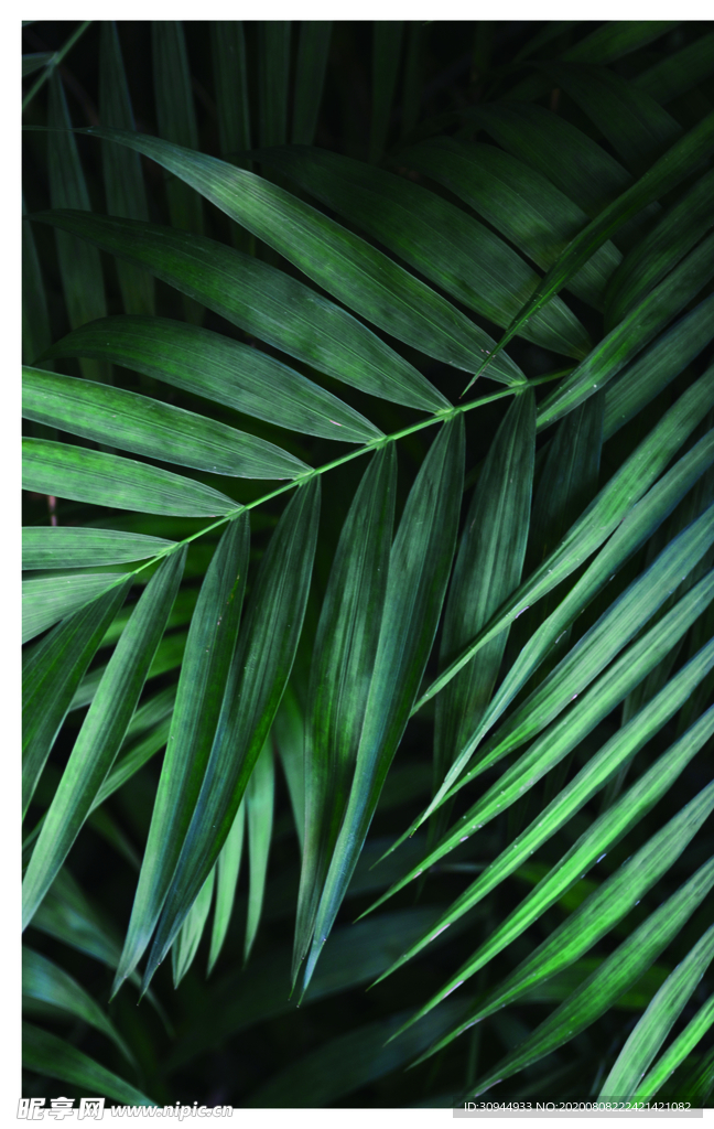 绿色植物装饰画