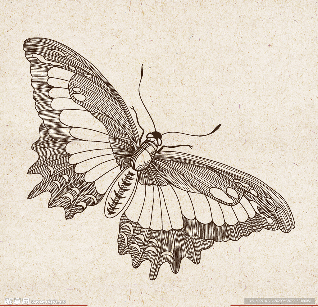 矢量动物 矢量植物 插画 手绘