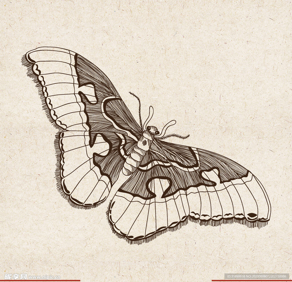 矢量动物 矢量植物 插画 手绘