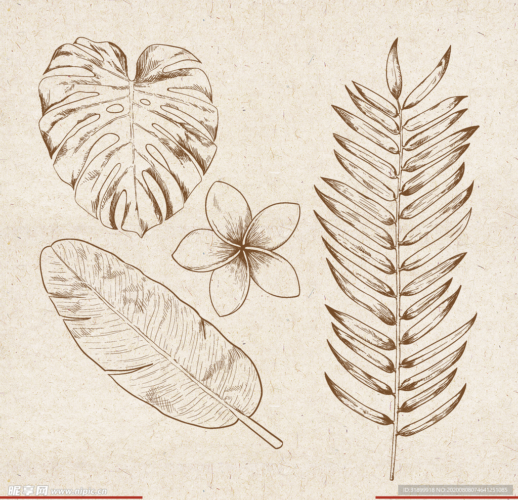 矢量动物 矢量植物 插画 手绘