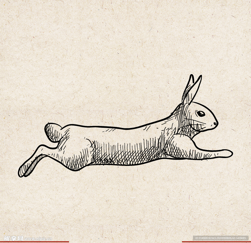 矢量动物 矢量植物 插画 手绘