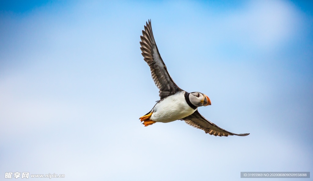 蓝天 白云  海雀 图片