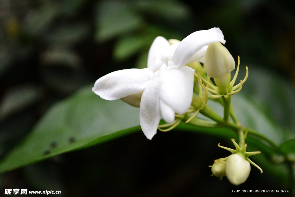 茉莉花