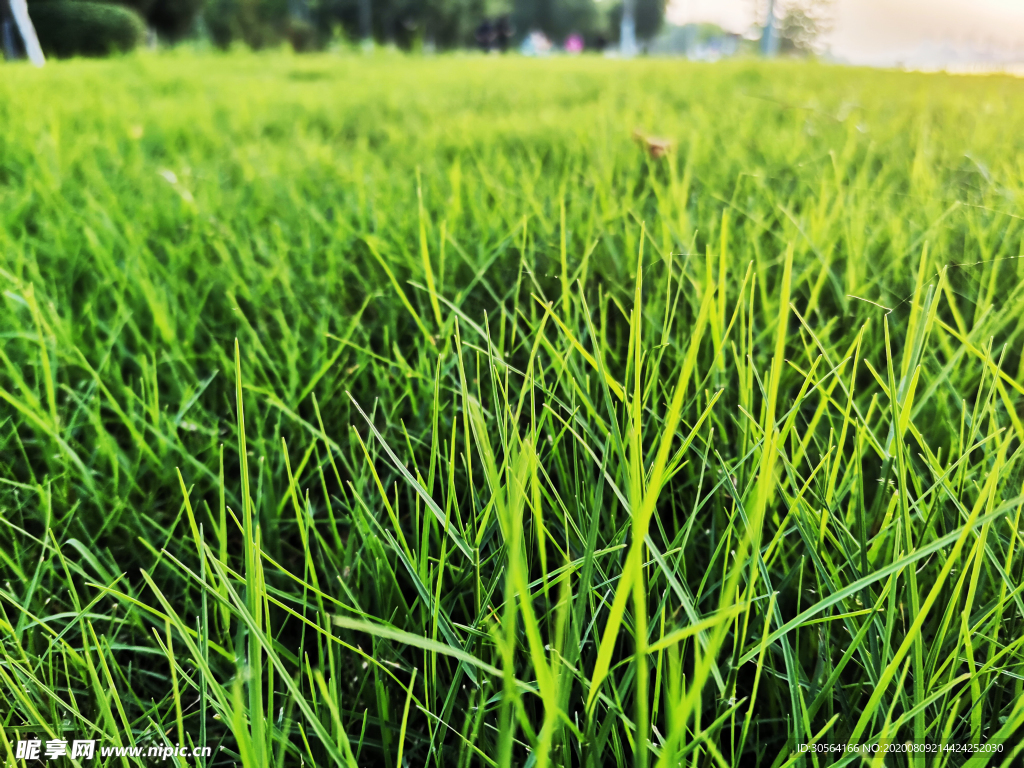草坪青草自然生态背景素材