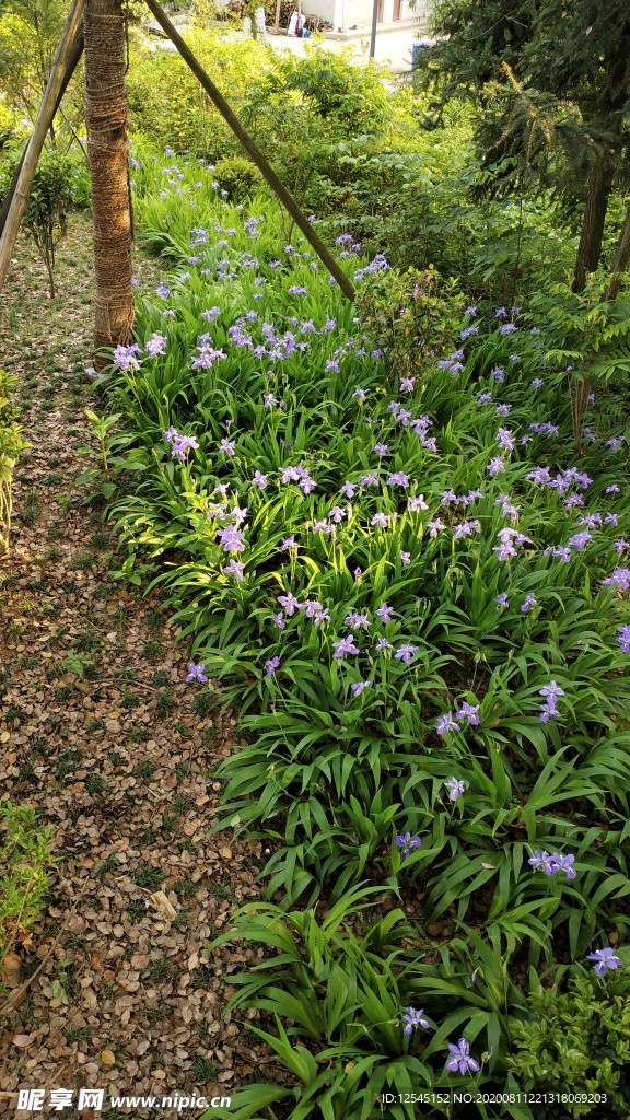 后院鸢尾花