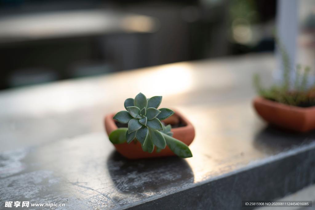盆景 瓶栽 瓶花 花瓶 唯美