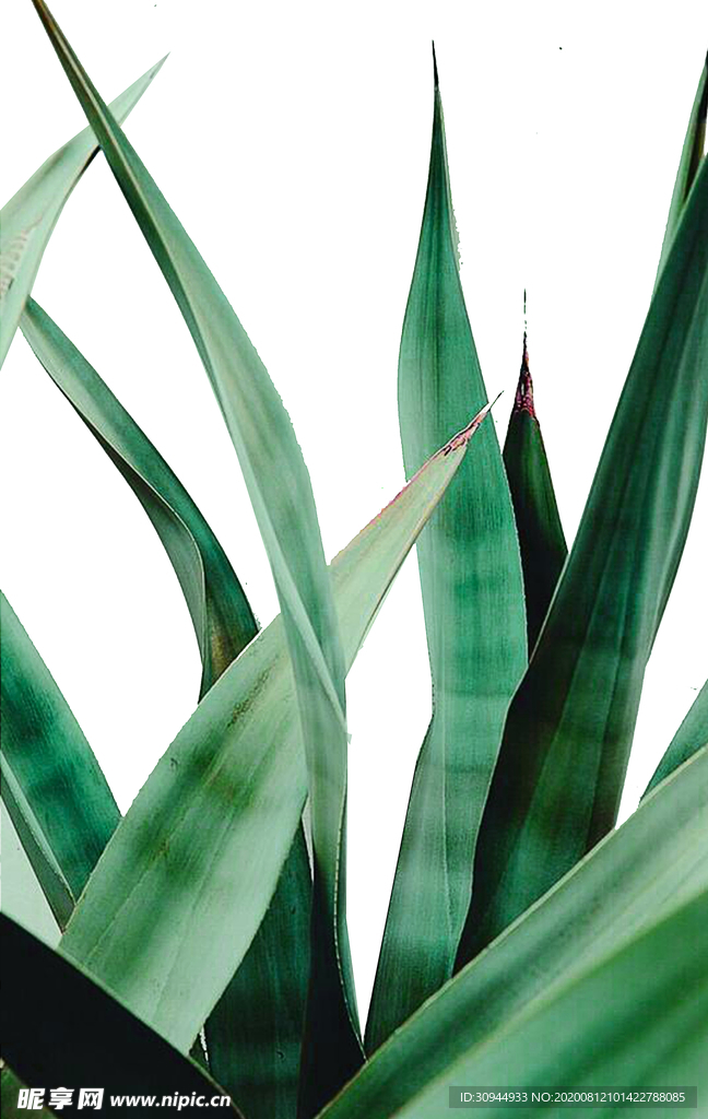 多肉植物装饰画