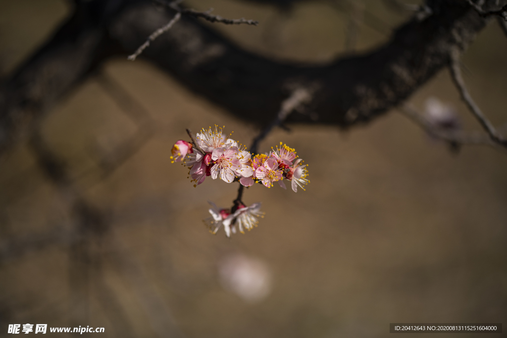 桃花