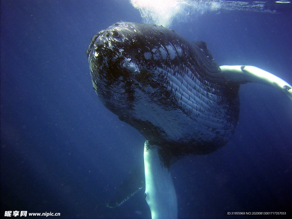 海洋 鲸鱼 图片
