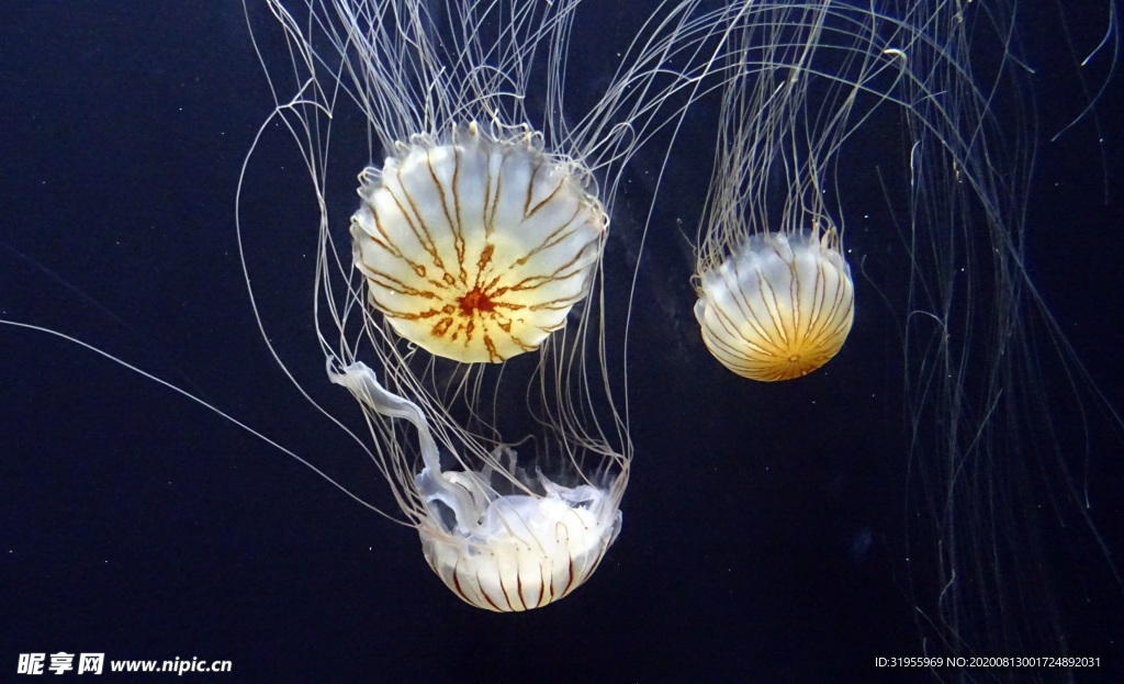 海蜇 海洋 图片