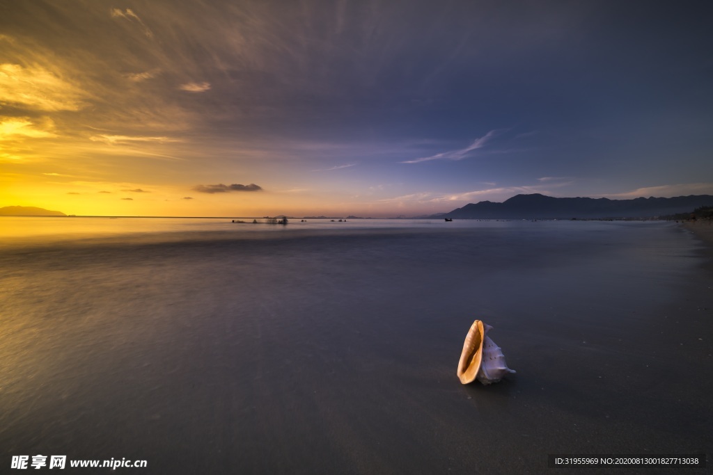 海滩 扇形 动物 图片