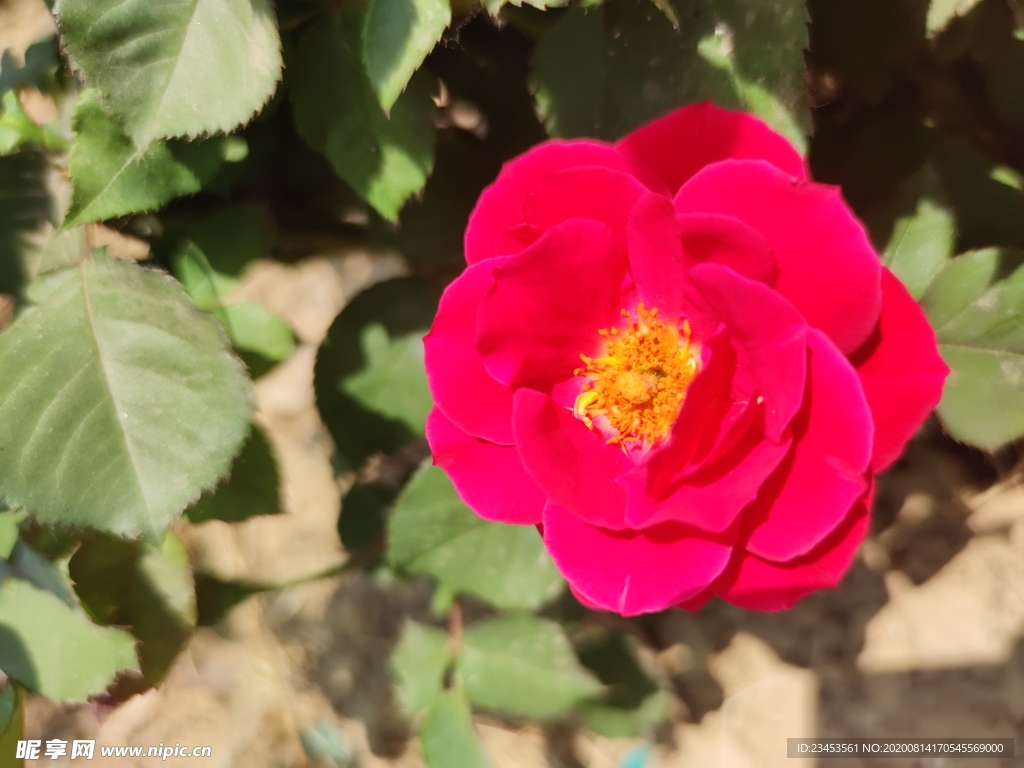 月季花 玫瑰花