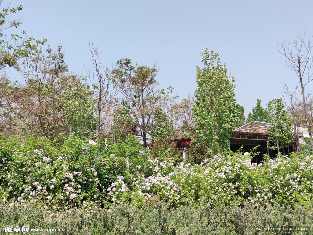 藤曼 花园